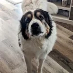 Large dog looking up at camera