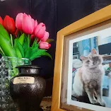 Memorial pet urn beside a vase of tulips and a framed photo of a beloved cat.
